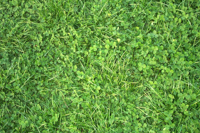 Clover texture. Clover texture