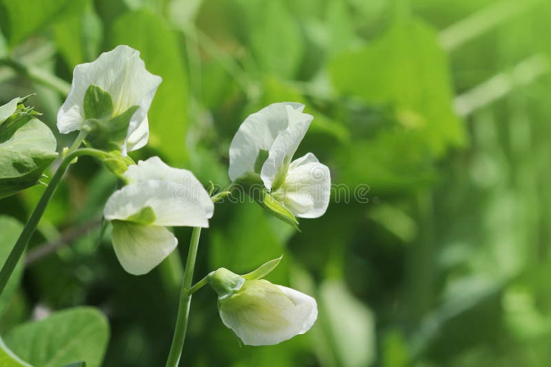 Växt för grön ärta med den vita blomman i en trädgård royaltyfria bilder Växt för grön ärta med den vita blomman i en trädgård royaltyfria bilder