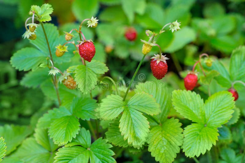 Växt för lös jordgubbe med gröna blad och mogen röd frukt med vattendroppe på naturlig bakgrund royaltyfri bild Växt för lös jordgubbe med gröna blad och mogen röd frukt med vattendroppe på naturlig bakgrund royaltyfri bild