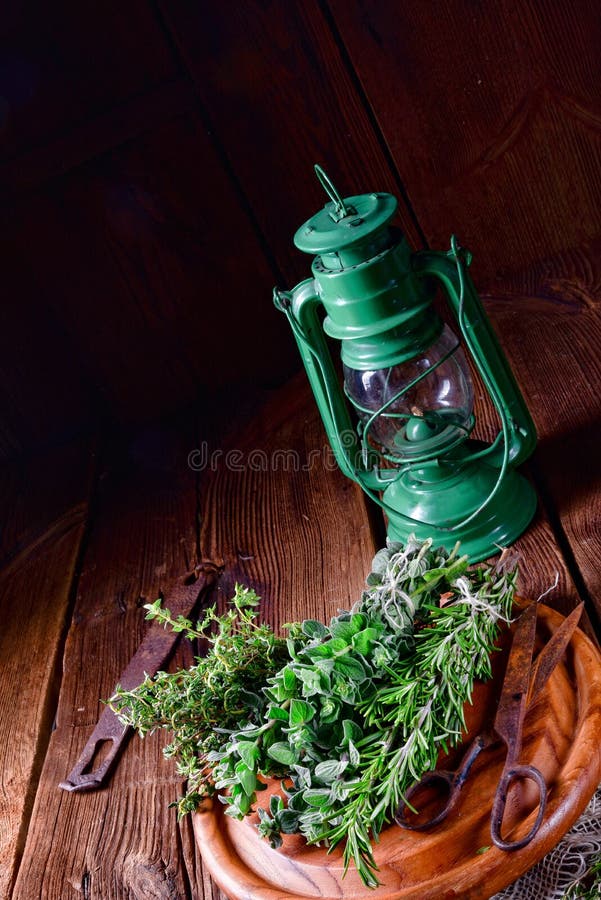 Växt- samling av: timjan oregano, rosmarin royaltyfri fotografi Växt- samling av: timjan oregano, rosmarin royaltyfri fotografi