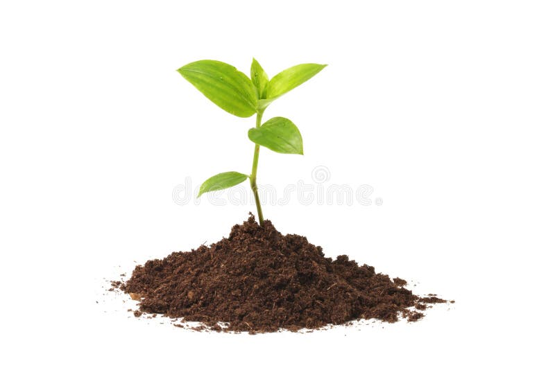 Young plant in dirt on white. Young plant in dirt on white