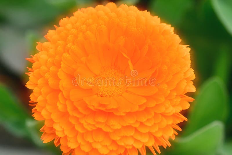 Växter med Tusensköna-som blommor i orange färgguling och annan färgar arkivbilder