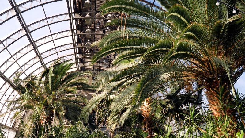 Växthus med palmträd Solens strålar exponerar för att gömma i handflatan filialer som vilar på exponeringsglastaket av wintergard royaltyfria foton Växthus med palmträd Solens strålar exponerar för att gömma i handflatan filialer som vilar på exponeringsglastaket av wintergard royaltyfria foton