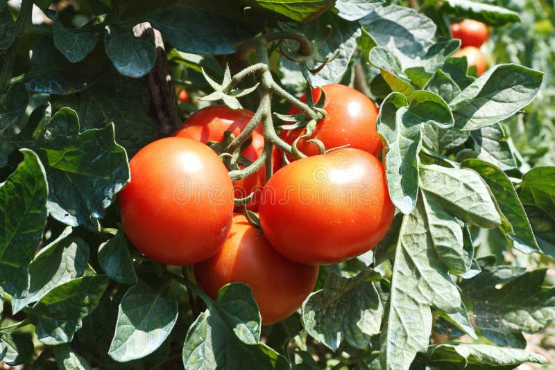 Detail of tomato plant with ripe red fruits. Detail of tomato plant with ripe red fruits