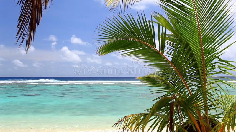 Vågor på en strand med palmträdet