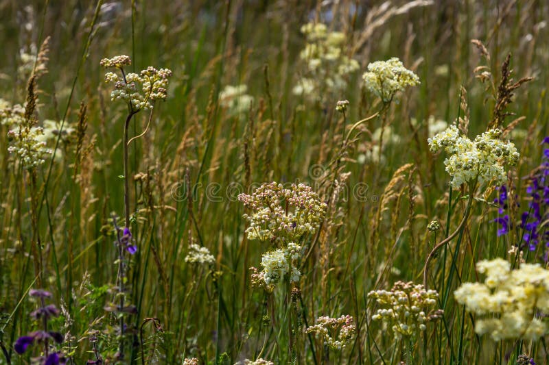 Vågräta ängar. filipendula vulgaris, vanligen kallad dropwort eller fernleaf dropwort. plats för oskarp bakgrund