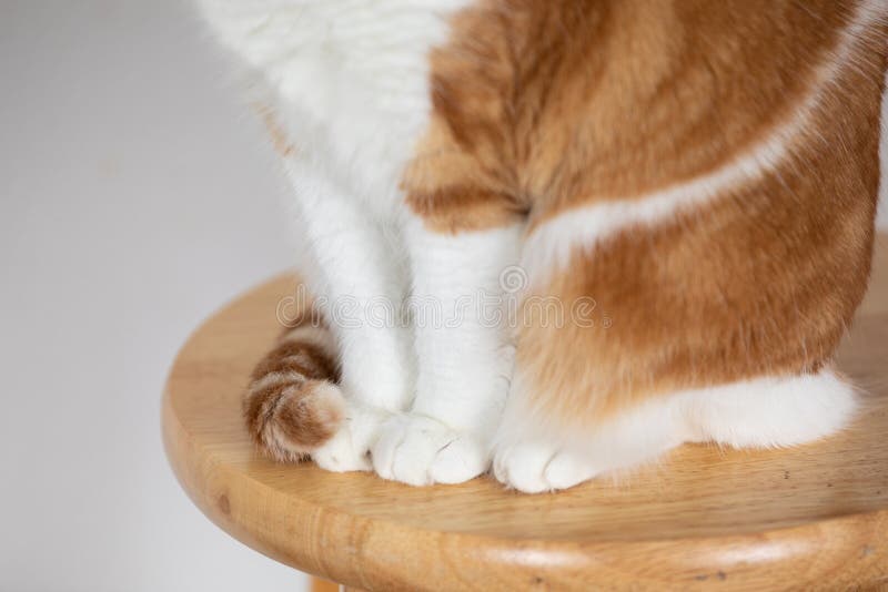 Vågrätt foto nära katter små tassar som är täckta runt klor arkivfoto