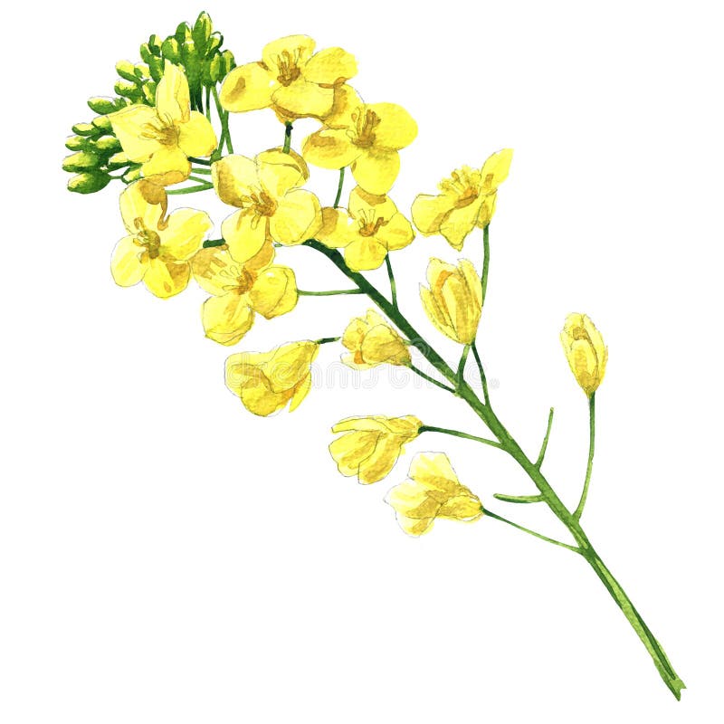 Våldta blomningen och att blomma rapsfröcanola eller rapsfrö, den blommande brassicanapusblomman, växten för oljeindustri och grä vektor illustrationer