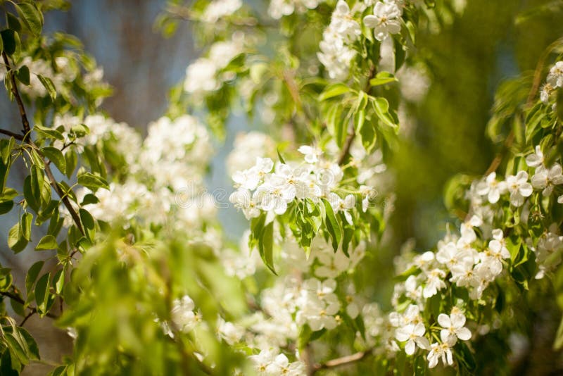 Vår Apple träd i blomning Blommor av äpplet vita blom av att blomstra upp trädslut Härlig våraprikos arkivbilder Vår Apple träd i blomning Blommor av äpplet vita blom av att blomstra upp trädslut Härlig våraprikos arkivbilder