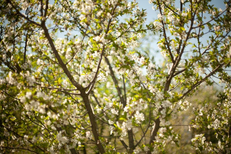 Vår Apple träd i blomning Blommor av äpplet vita blom av att blomstra upp trädslut Härlig våraprikos royaltyfri fotografi Vår Apple träd i blomning Blommor av äpplet vita blom av att blomstra upp trädslut Härlig våraprikos royaltyfri fotografi