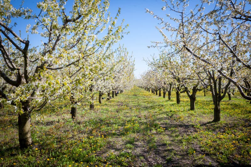 Vår Apple träd i blomning Blommor av äpplet vita blom av att blomstra upp trädslut Härlig våraprikos arkivfoton Vår Apple träd i blomning Blommor av äpplet vita blom av att blomstra upp trädslut Härlig våraprikos arkivfoton