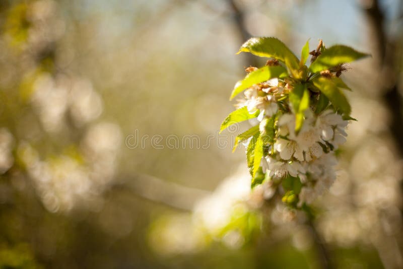 Vår Apple träd i blomning Blommor av äpplet vita blom av att blomstra upp trädslut Härligt våraprikosträd med whi royaltyfri foto Vår Apple träd i blomning Blommor av äpplet vita blom av att blomstra upp trädslut Härligt våraprikosträd med whi royaltyfri foto