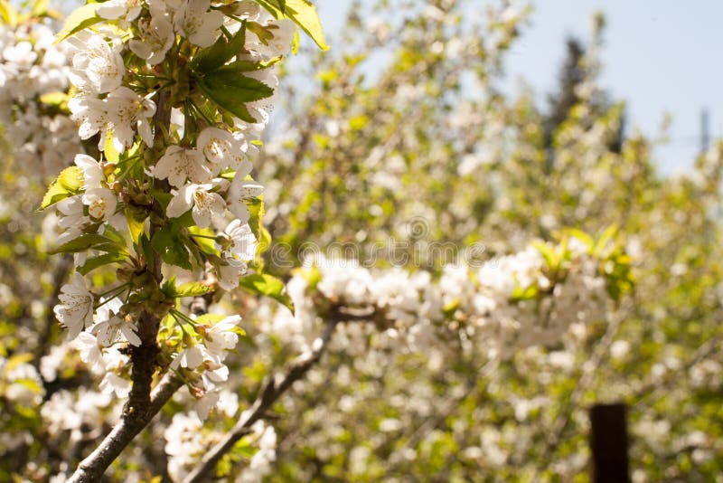 Vår Apple träd i blomning Blommor av äpplet vita blom av att blomstra upp trädslut Härligt våraprikosträd med whi royaltyfria bilder Vår Apple träd i blomning Blommor av äpplet vita blom av att blomstra upp trädslut Härligt våraprikosträd med whi royaltyfria bilder