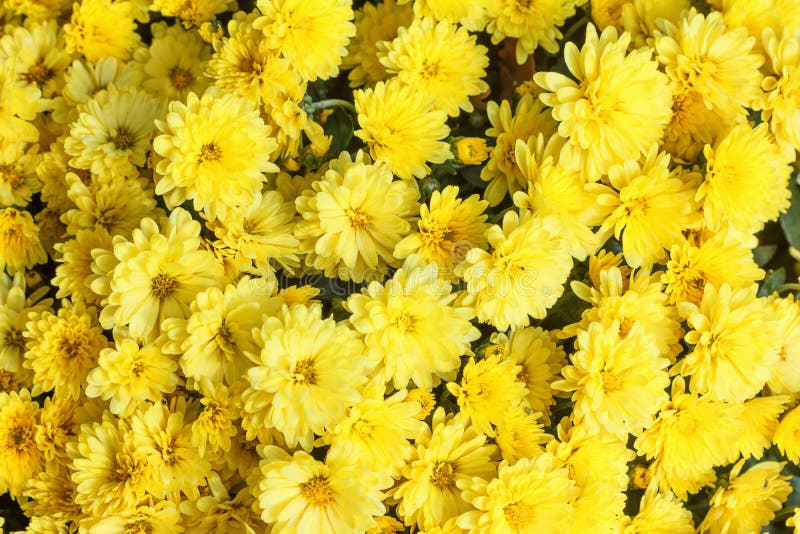 Vår för blommor för guling för krysantemum för bakgrundstexturabstrakt begrepp royaltyfri bild Vår för blommor för guling för krysantemum för bakgrundstexturabstrakt begrepp royaltyfri bild