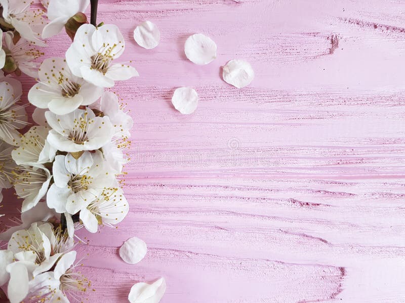 Vår för tappning för filial för körsbärsröd blomning ny på en rosa träbakgrund royaltyfri fotografi Vår för tappning för filial för körsbärsröd blomning ny på en rosa träbakgrund royaltyfri fotografi