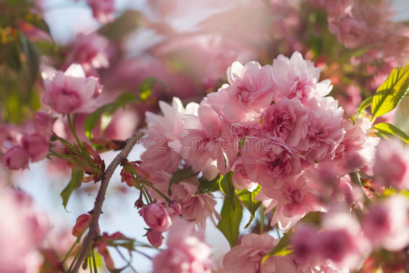 Vårbakgrund med för den sakura för den orientaliska körsbäret för blomningen japanska rosa färger blomningen slår ut med den mjuk royaltyfria bilder Vårbakgrund med för den sakura för den orientaliska körsbäret för blomningen japanska rosa färger blomningen slår ut med den mjuk royaltyfria bilder