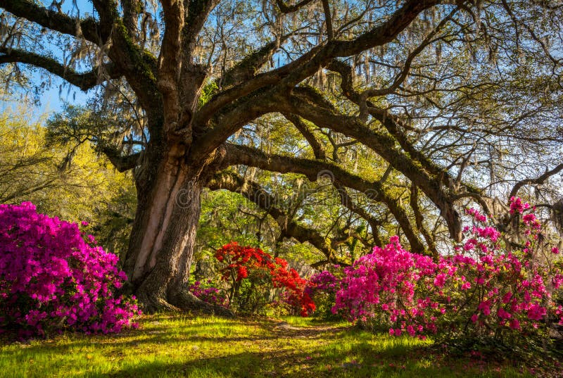 Vårblommablom på Charleston South Carolina Plantation Vårblommablom på Charleston South Carolina Plantation