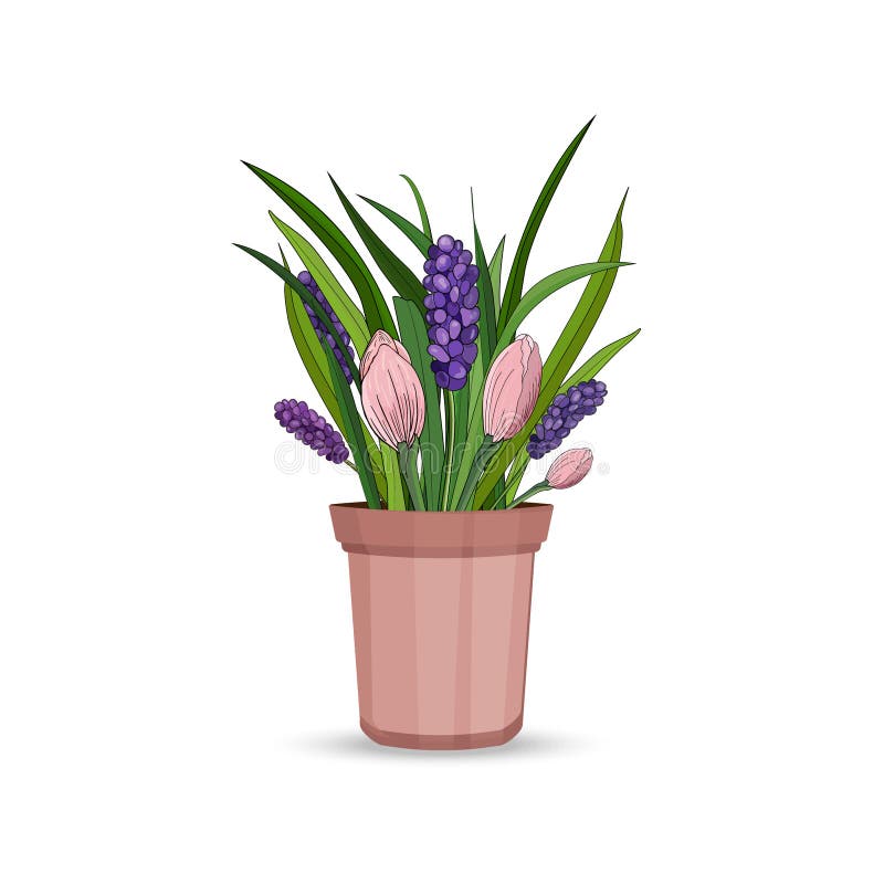 Vårblommor av hyacinten och tulpan med sidor i en blomkruka på en vit bakgrund vektor royaltyfri illustrationer Vårblommor av hyacinten och tulpan med sidor i en blomkruka på en vit bakgrund vektor royaltyfri illustrationer