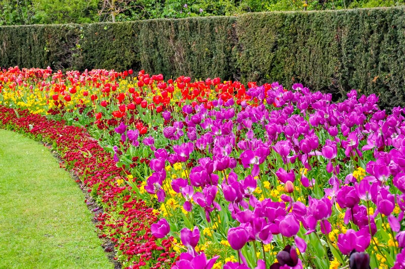 Vårblommor i regent parkerar, London, Förenade kungariket royaltyfri foto Vårblommor i regent parkerar, London, Förenade kungariket royaltyfri foto
