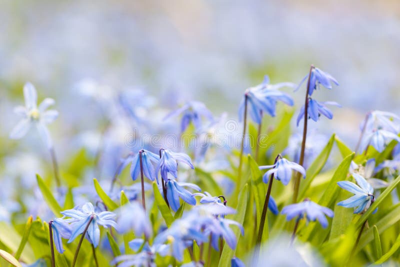 Closeup of early spring blue flowers wood squill blooming in sunny springtime meadow with copy space. Closeup of early spring blue flowers wood squill blooming in sunny springtime meadow with copy space