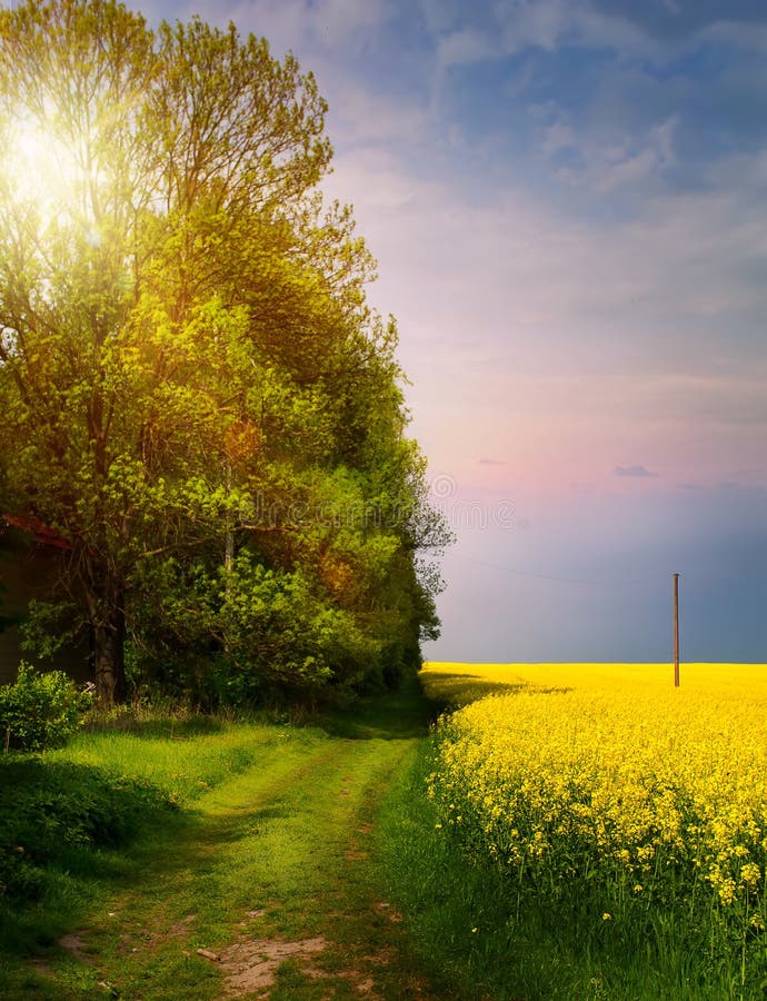 Vårbygdlandskap; soluppgång över att blomma det gula fältet royaltyfri fotografi