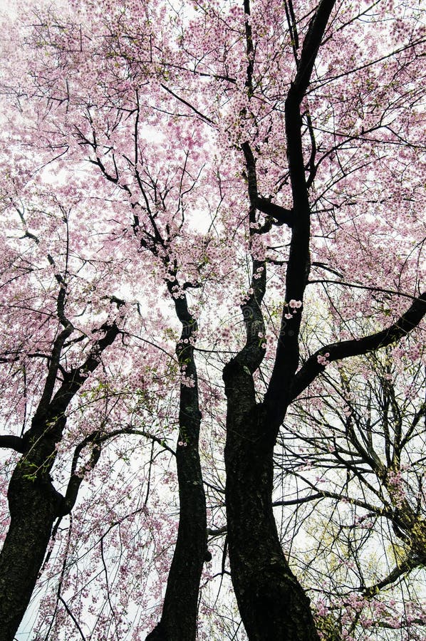 Våren blomstrar, den kastanjebruna kyrkogården för Mt, Boston