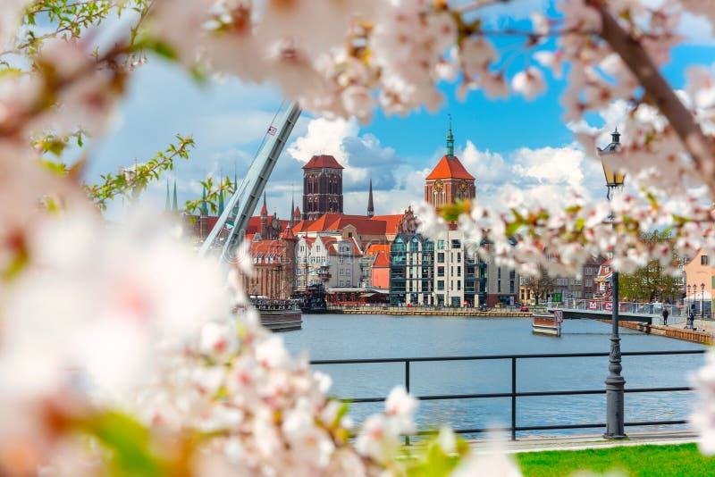 Våren i den gamla staden i Gdańsk kring blommande träd. poland fotografering för bildbyråer