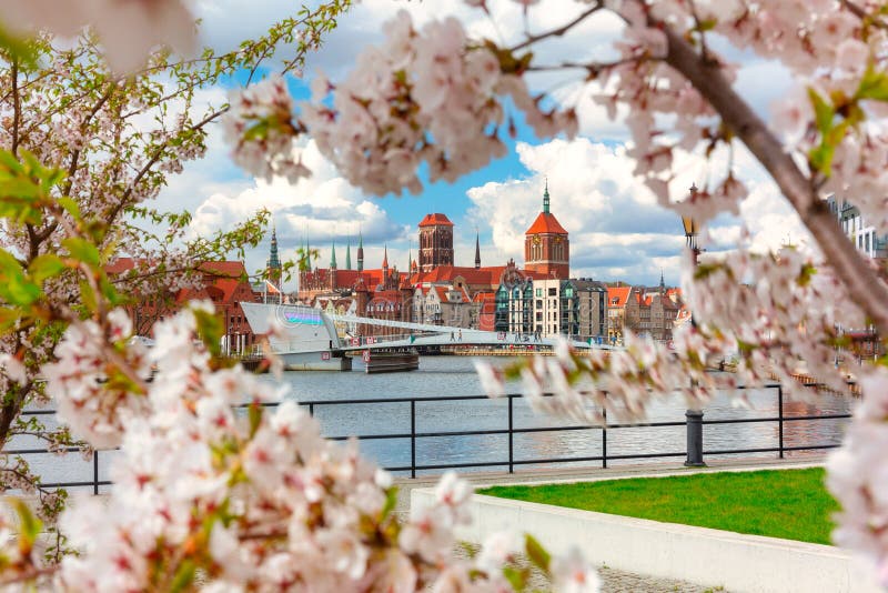 Våren i den gamla staden i Gdańsk kring blommande träd. poland royaltyfri foto