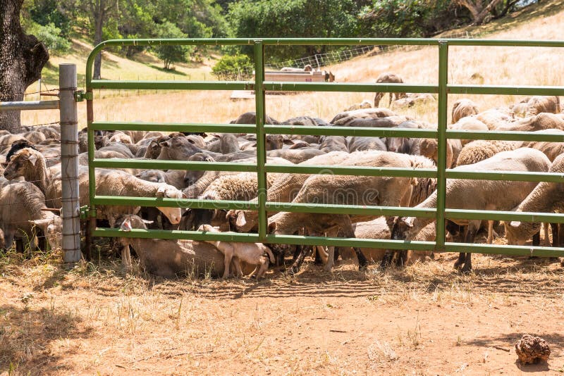 Inside this gated meadow of at least 40-50 sheep, one spring lamb appears to be getting lost between many pairs of feet. A gentle nudge of persuasion from the hierarchy points the wondering youngster towards its gleeful mother. Inside this gated meadow of at least 40-50 sheep, one spring lamb appears to be getting lost between many pairs of feet. A gentle nudge of persuasion from the hierarchy points the wondering youngster towards its gleeful mother.