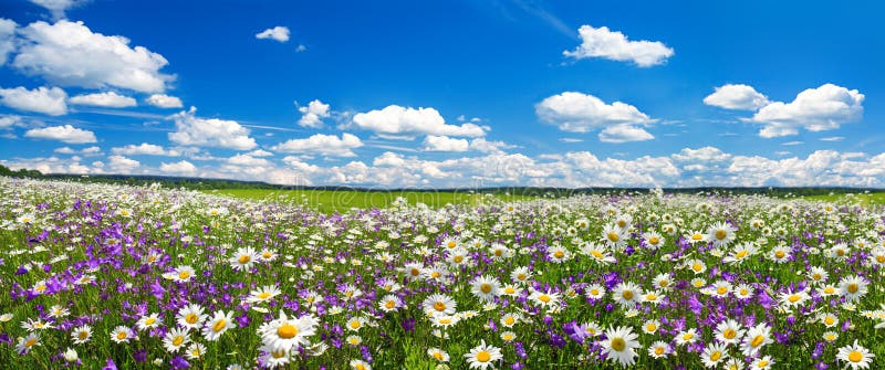 Vårlandskappanorama med blomning blommar på äng royaltyfria foton