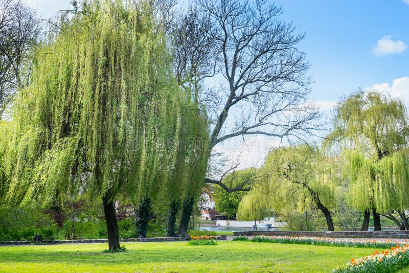 Vårlandskapstaden parkerar, träden på invallningen floden, grönt gräs, blå himmel