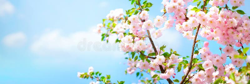 Vårmallens tandläkargrenar blommar körsbär på bakgrundsblå himmel och vita moln under våren. royaltyfri foto