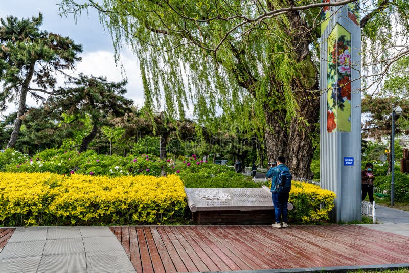 Vårmiljö i peonträdgården i Changchun royaltyfria bilder