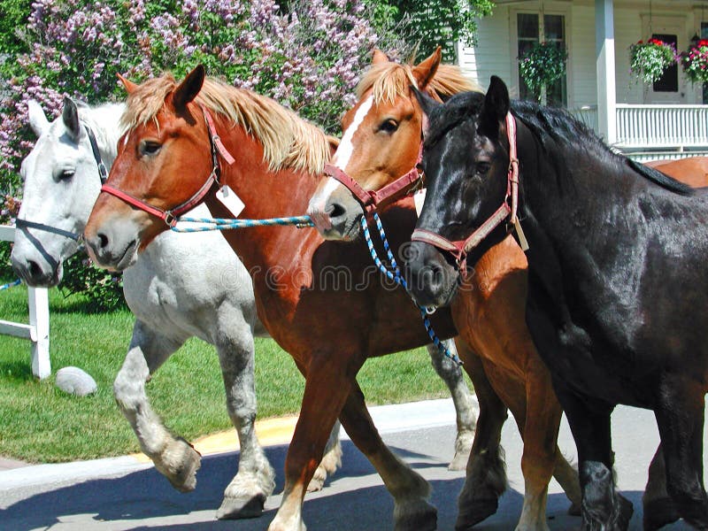 Vårretur av hästarna till den Mackinac ön royaltyfri fotografi Vårretur av hästarna till den Mackinac ön royaltyfri fotografi