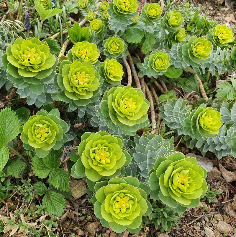Vårskott av myrsköldpadda euphorbia myrsinites fotografering för bildbyråer