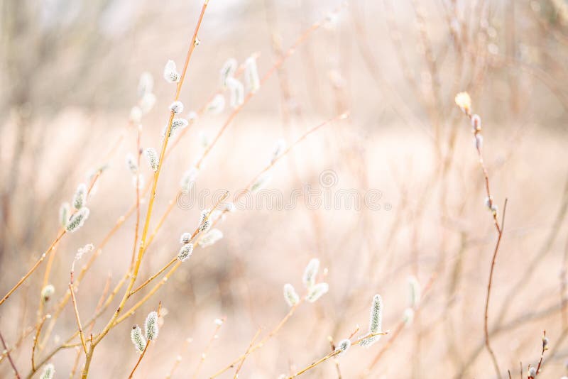 Vårslandskap med träd med blommande fitta som ger mjuk, suddig bakgrund. vackra påskgrenar i mjuk form arkivbild