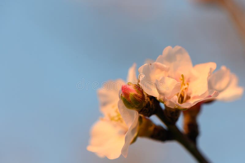 Almond flowers. Flowering almond tree in the garden. Blooming pink flowers on the branches 2. Almond flowers. Flowering almond tree in the garden. Blooming pink flowers on the branches 2