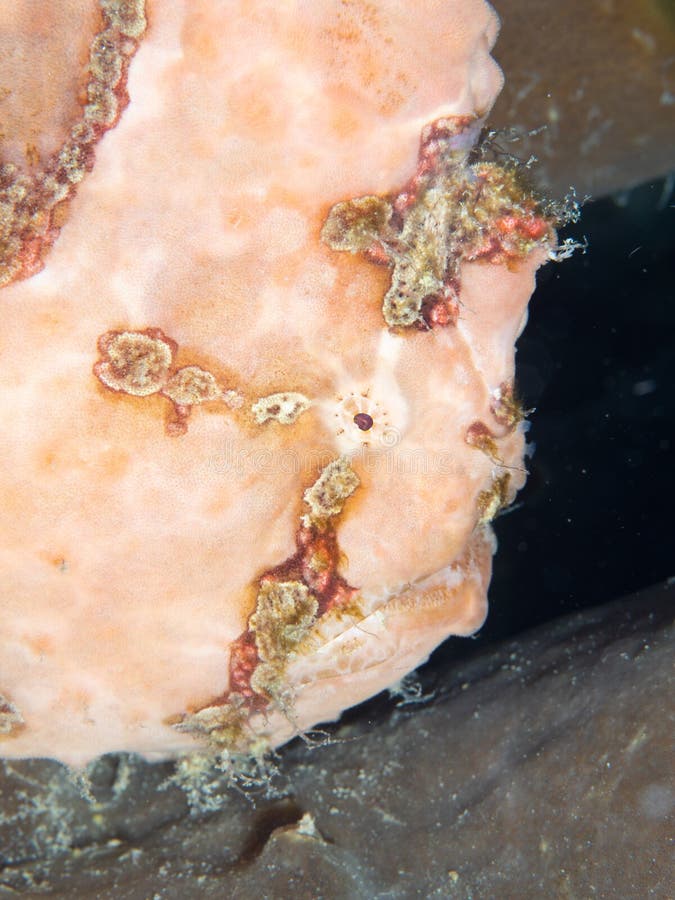 Vårtig frogfish, Antennarius maculatus Lembeh norr Sulawesi royaltyfri foto Vårtig frogfish, Antennarius maculatus Lembeh norr Sulawesi royaltyfri foto