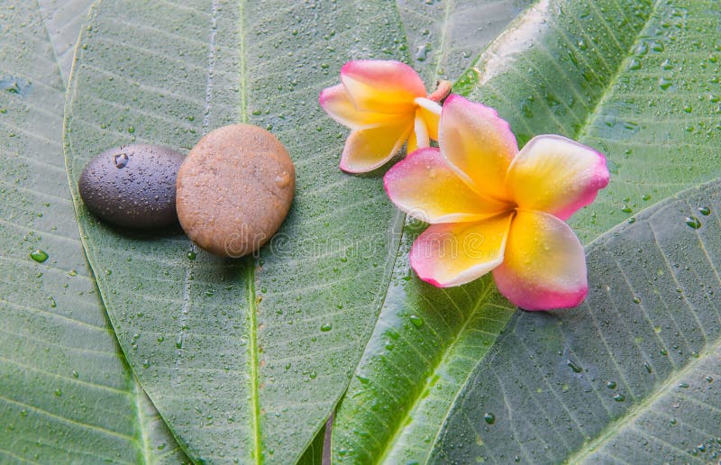 Våt plumeria och sten på grön bladbakgrund Begrepp för brunnsort royaltyfri bild Våt plumeria och sten på grön bladbakgrund Begrepp för brunnsort royaltyfri bild
