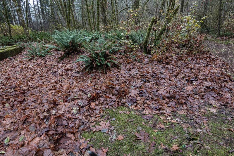 Wet pile of autumn leaves piled together with tree trunks and ferns. Wet pile of autumn leaves piled together with tree trunks and ferns