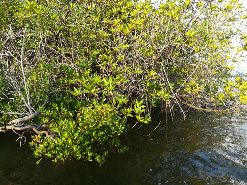 Végétation de mangroves dans sri lanka
