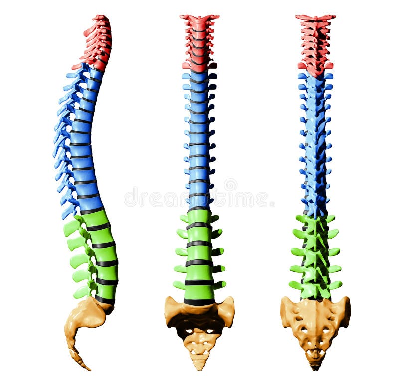 Spine Vertebrae - Color Parts - All. Spine Vertebrae - Color Parts - All