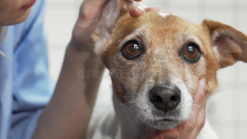 Vétéran féminin compatissant examinant les oreilles d'un charmant jack russell terrier banque de vidéos