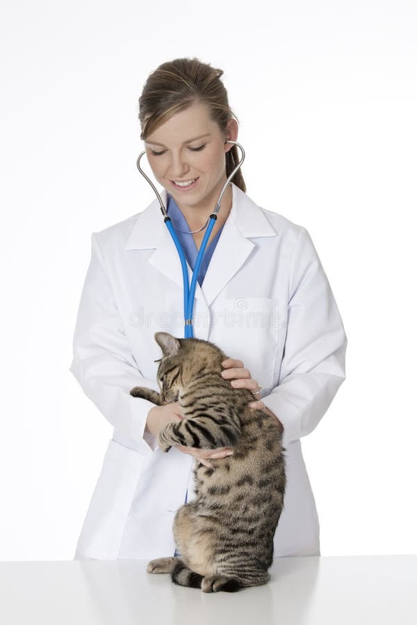 Belle vétérinaire caucasienne examinant un chaton image stock