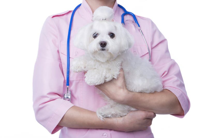 Vétérinaire avec le chien photos libres de droits Vétérinaire avec le chien photos libres de droits