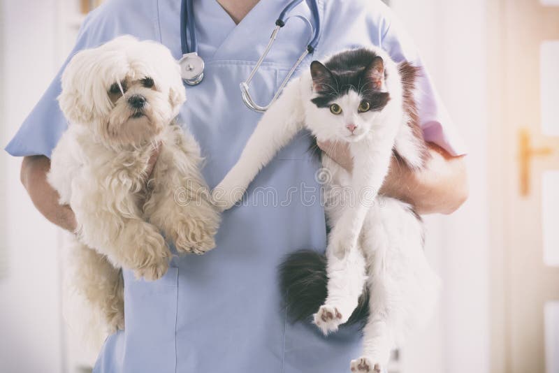 Vétérinaire avec le chien et le chat