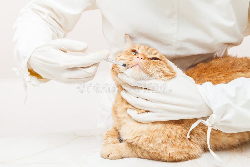 Vétérinaire donnant le vaccin au chat rouge en ivoire photo stock Vétérinaire donnant le vaccin au chat rouge en ivoire photo stock