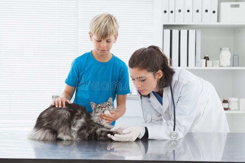 Vétérinaire examinant un chat avec son propriétaire