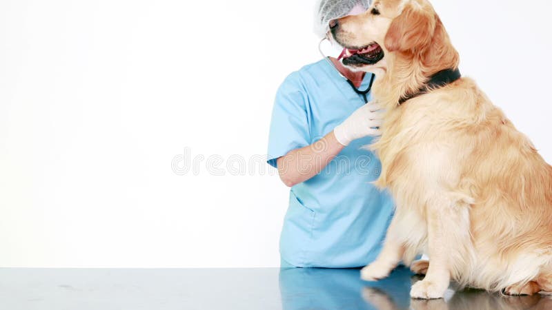 Vétérinaire examinant un Labrador mignon