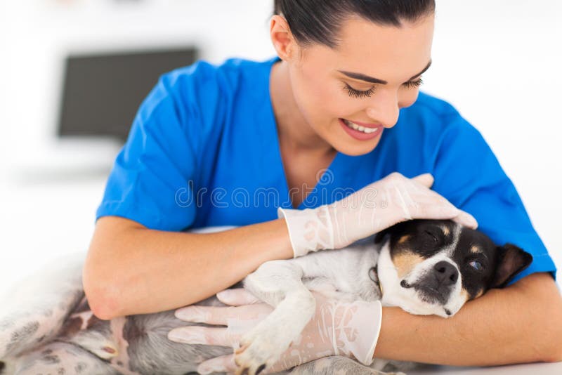 Vétérinaire soulageant le chien